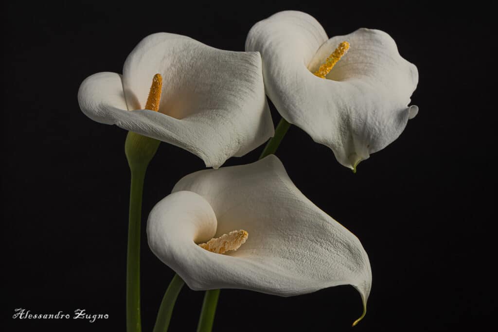 composizione still life di fiori